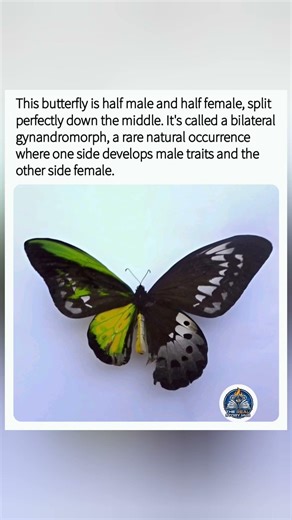 Half-male, half-female butterfly split perfectly down the middle. #shorts #Butterfly #Gynandromorph