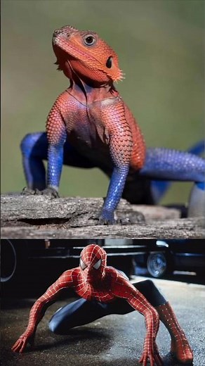 This Lizard Looks Like Spider-Man! 😲🦎