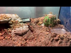 Smeringurus Mesaensis - Arizona Dune Scorpion