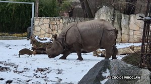 13 kg contre 1,7 tonne : un petit cerf s'attaque à un rhinocéros dans un zoo polonais Même pas peur... Dans un zoo en Pologne, un petit cerf mâle d'à peine 13 kg a provoqué la puissante Maruska, une femelle rhinocéros pesant plus d'une tonne. AFP | Defimedia.info