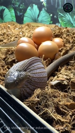 সৌদি মরুভূমির ডেজার্ট ব্ল্যাক কোবরা! / Walterinnesia aegyptia