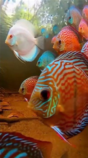 Perfect Discus Patterns in the Wild!