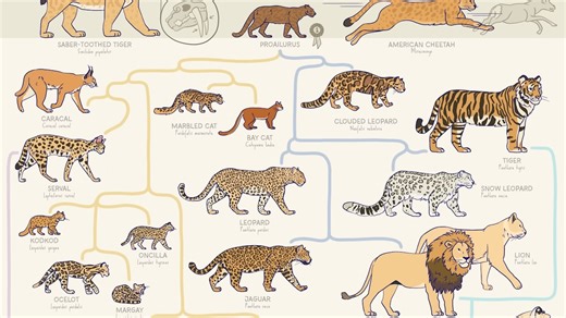 An Illustrated Feline Family Tree That Shows the Relationship Between Wild and Domestic Cats