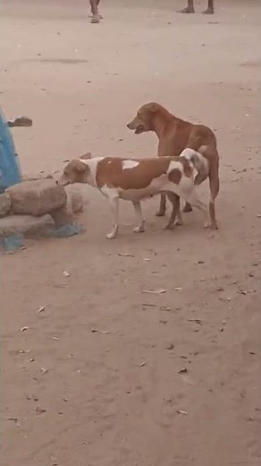 Two dogs stuck together Help!!! #dog #dogs