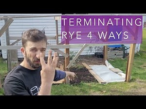 Green manure - Terminating rye cover crop four ways