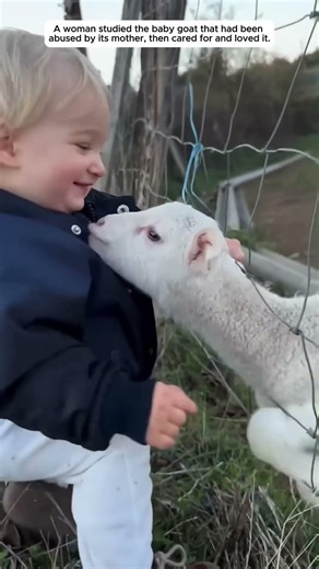 This Made Me Cry Laughing | A woman adopted a baby goat that had been abused by its mothe