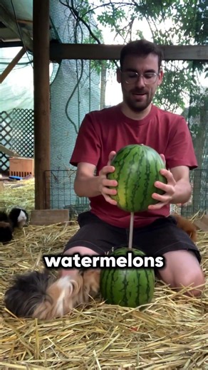 This Guy Found A Genius Way To Feed 80 Guinea Pigs 🐹 #cute #wholesome