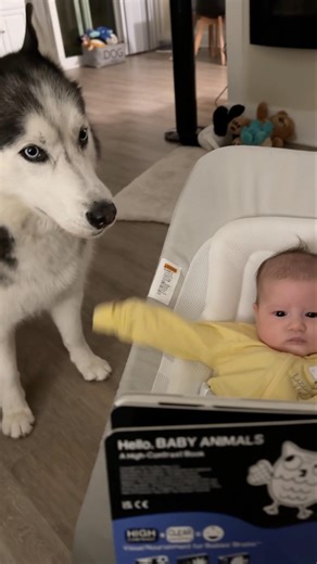 Husky doesn't believe in Zebras