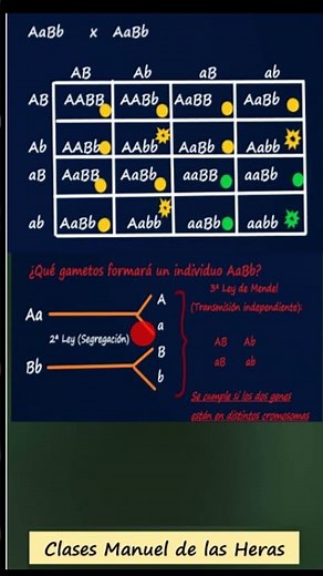 Mendel's Laws. Mendel's Third Law. Independent Transmission. Genetics. Biology.