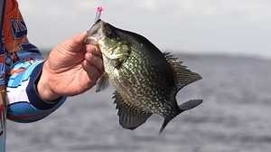 Russ heads down to Crescent Lake down in Florida to push jigs with the Crappie Authority, Mike Barnett! | BrushPile Fishing