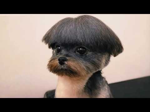 Funniest Animal Videos Ever 😂 Part 1