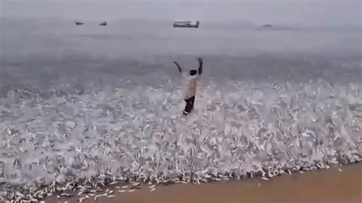 Apocalyptic catch! Thousands of fish wash ashore on beach in India