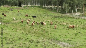 Highland cattles running on field.
