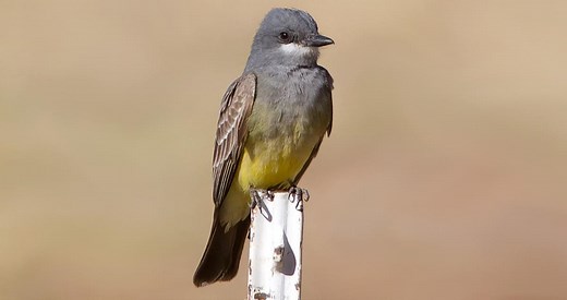 Cassin's Kingbird Identification, All About Birds, Cornell Lab of Ornithology