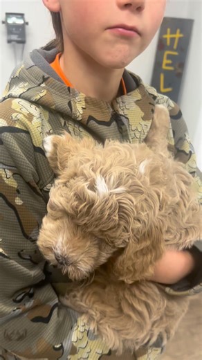 6 week check up at the vet!! They are all behaving so well. | Stacy's Mini Goldendoodles