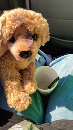 Hung himself?#makethisgoviral#makemefamous#goviral#viral#viralvideo#fypシ゚viral#essacommunity