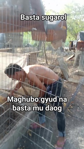 #facebookreelsviral secrito ng pag mamanok pag mamahal at pag aalaga para makahubo muda og | Emong Degamo