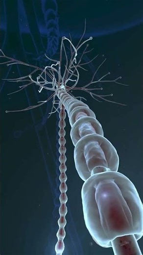 nervous tissue class 9 #science #biology #tissue #nervoussystem