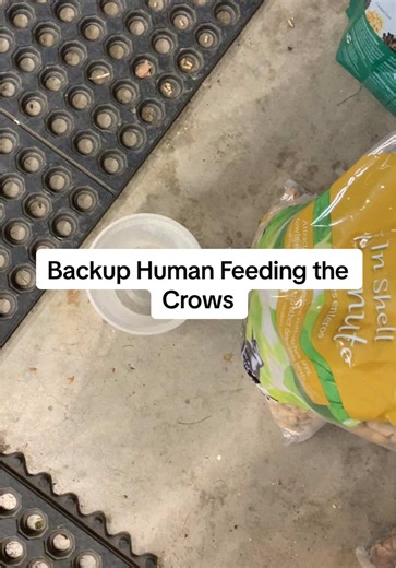 My wife feeds the crows today. Did they notice that is wasn’t me? (Probably didn’t care as long as they got food!) #crows #pnw #pnwlife #washingtonstate #birdsoftiktok #wildlife #crownest