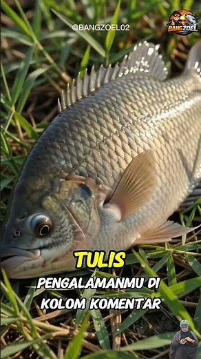 Umpan Baru Nyentuh Air, ikan Sepat Langsung Menyambar! #shorts #fishing #sepat