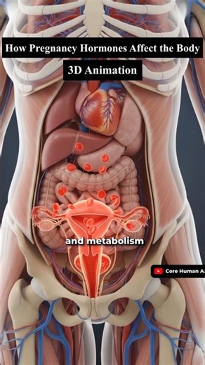 How Pregnancy Hormones Affect the Body | 3D Medical Animation