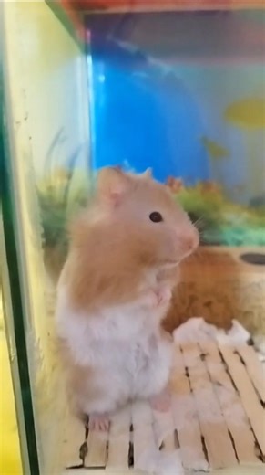 Cute Hamsters 🐹 Funny Moments #cutepets #hamster #animals #shorts #viral