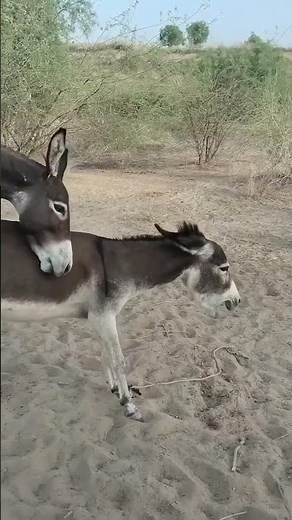 Donkeys mating 😍 #donkey