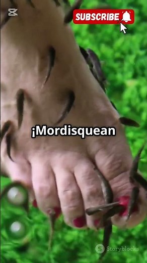 Garra Rufa! The fish that eats dead skin! #trivia #nature #animals