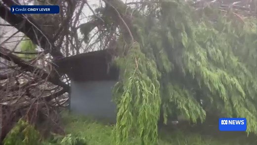 Ex-Tropical Cyclone Alfred damage at Tamborine Mountain