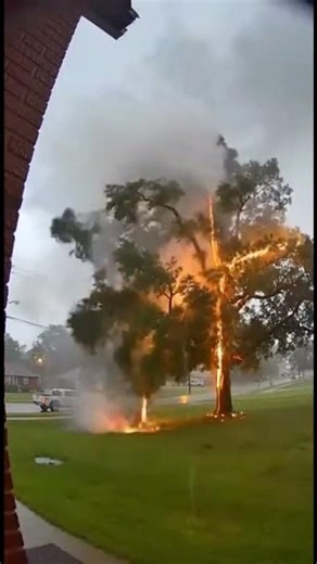 ​Guys, look at the danger of this! The lightning exploded the tree. 😱⛈️⚡