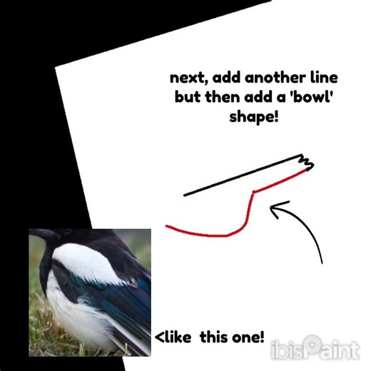 Magpie drawing tutorial! bird drawing step-by-step! #birds #magpies #tutorial