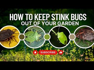How to Keep Stink Bugs Out of Your Garden Naturally