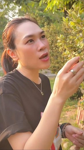 My Tam spontaneously sings a fantastic bolero song, "Hill of Sim Flowers" #mytam #entertainment #...