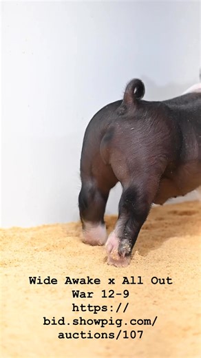 https://bid.showpig.com/auctions/107 | Worwood Show Pigs