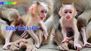 Wow So Great To See Baby Rockstar So Strongly Standing Up Try To Walk So Handsome | Pigtail Monkey Daily