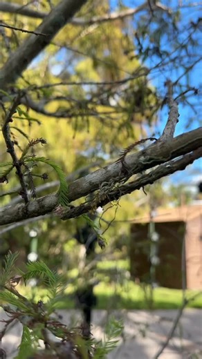 This leafless epiphyte lives most of its life unnoticed, rooted to cypress and juniper bark, quietly photosynthesizing without leaves. ✨👀 Its flowers are fertile, though its pollinator remains unknown. In winter, its fruit forms small, bell-like shapes beneath swamp trees—quiet, precise, and easy to miss.😌 Dendrophylax porrectus is considered threatened in Florida, although its conservation status has not been determined across its entire range. | Fairchild Tropical Botanic Garden