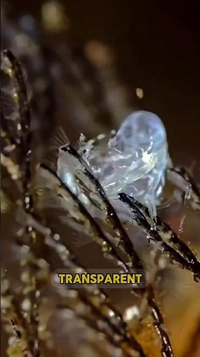 The Rare Transparent Shrimp.You Won’t Believe Exists.😨 #wildlife #facts #animals #short
