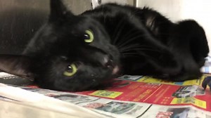 56 reactions · 59 shares | ADAM - ID #A172836 Gender / age unknown...