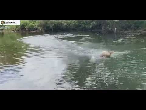 Dog attacking the duck 😤#wildlife #animals