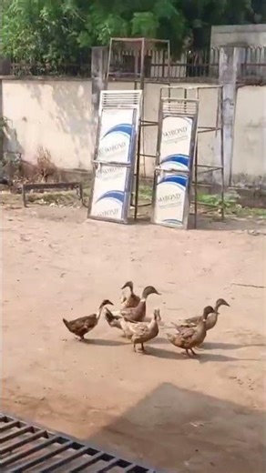 MS metal pipe gate design amazing #construction