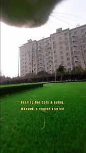 Arguing Cats: Maxwell and Duran's Funny Fight