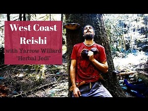 West Coast Reishi (Ganoderma oregonense) | Mushroom Mysteries | Harmonic Arts