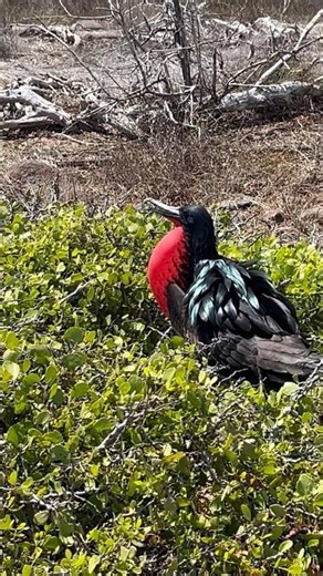 Frigatebird Inflates Red Throat to Attract a Mate on Galapagos Island