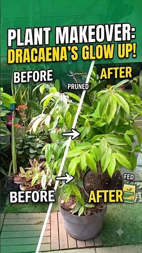 Bamboo Care 101: Pruning & Feeding 🎋
