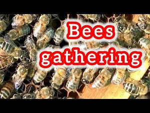 “Why Bees Gather Outside the Hive 🐝 Bearding or Swarming ”