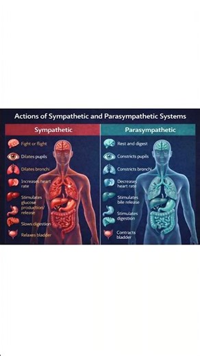 Pharmacology - Sympathetic vs Parasympathetic Nervous System: How the Body Balances Action and Calm