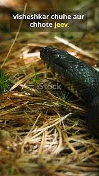 #BairdsRatSnake #PantherophisBairdi #रैटस्नेक #NocturnalSnake #WildlifeShorts #SnakeFacts