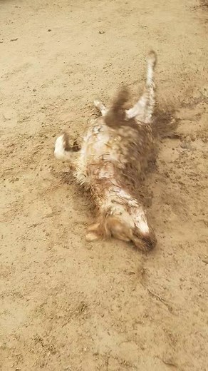 Angelo rolling around and Lucy barking for her ball! | Elite Pet Resort