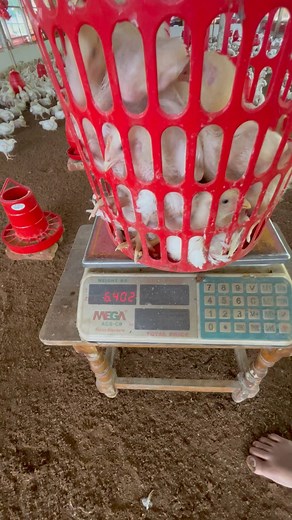 97K views · 3.7K reactions | ১৭ দিনে গড় ওজন! #new #life #style #farm | Salman Agro | Facebook