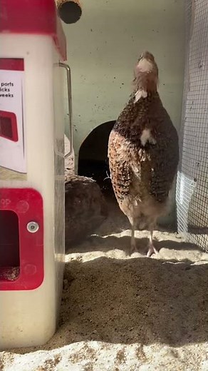 What does a coturnix quail rooster’s crow sound like?